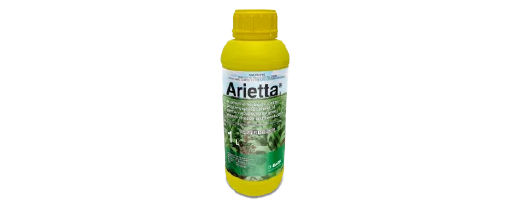 Arietta