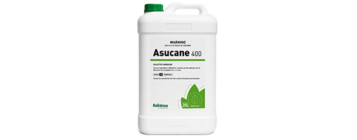 Asucane