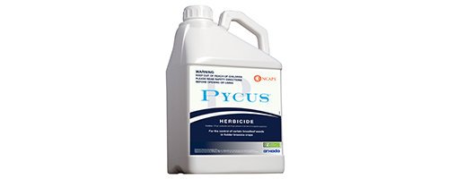 Pycus