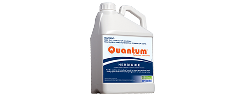 quantum